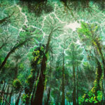 Canopy forest, Jungle scene. Painting by Carlos Hiller.