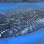 Humpback whale Costa Rica fine art. Painting by Carlos Hiller.
