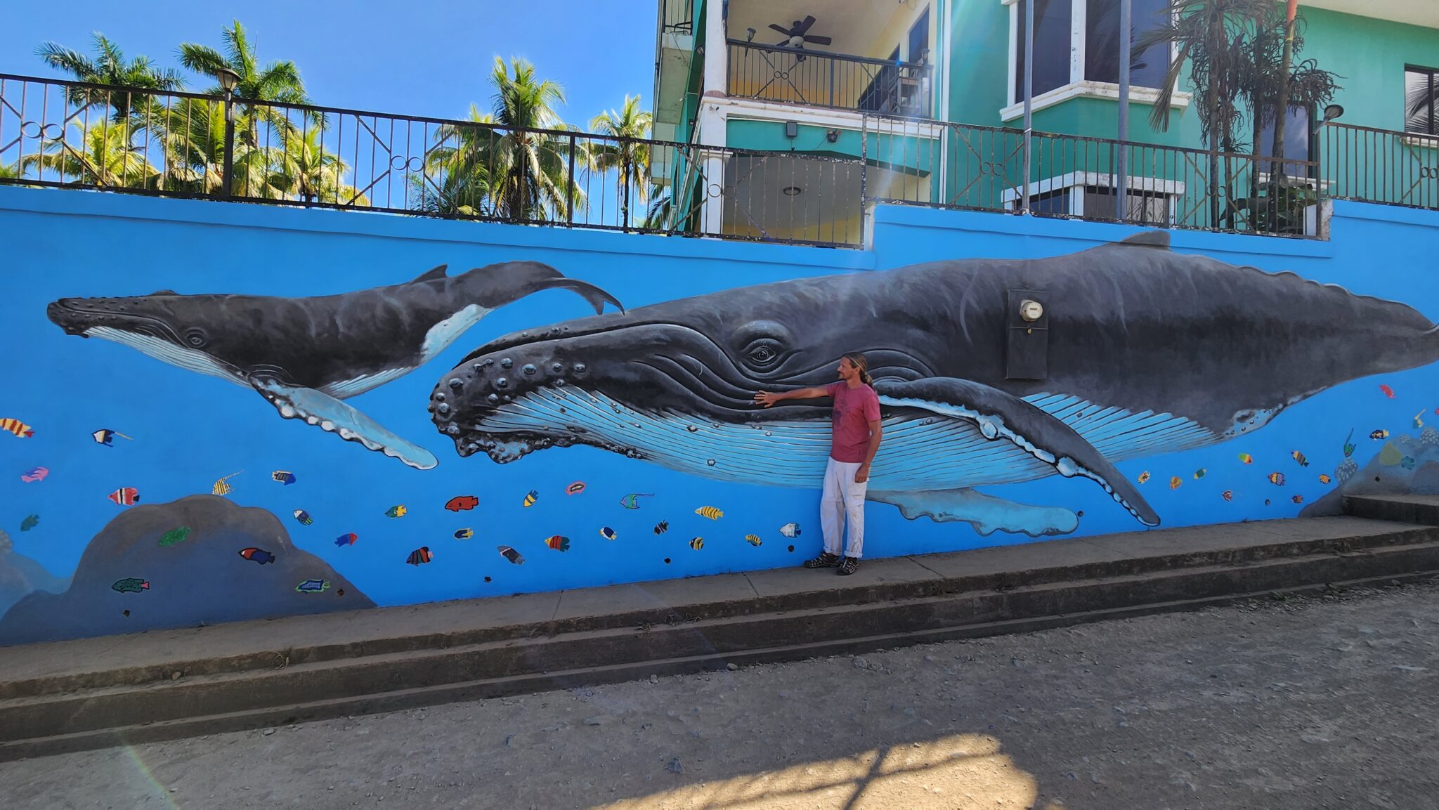 humpback whale and calf mural by marine artist Carlos Hiller, at Bahia Drake, Costa Rica