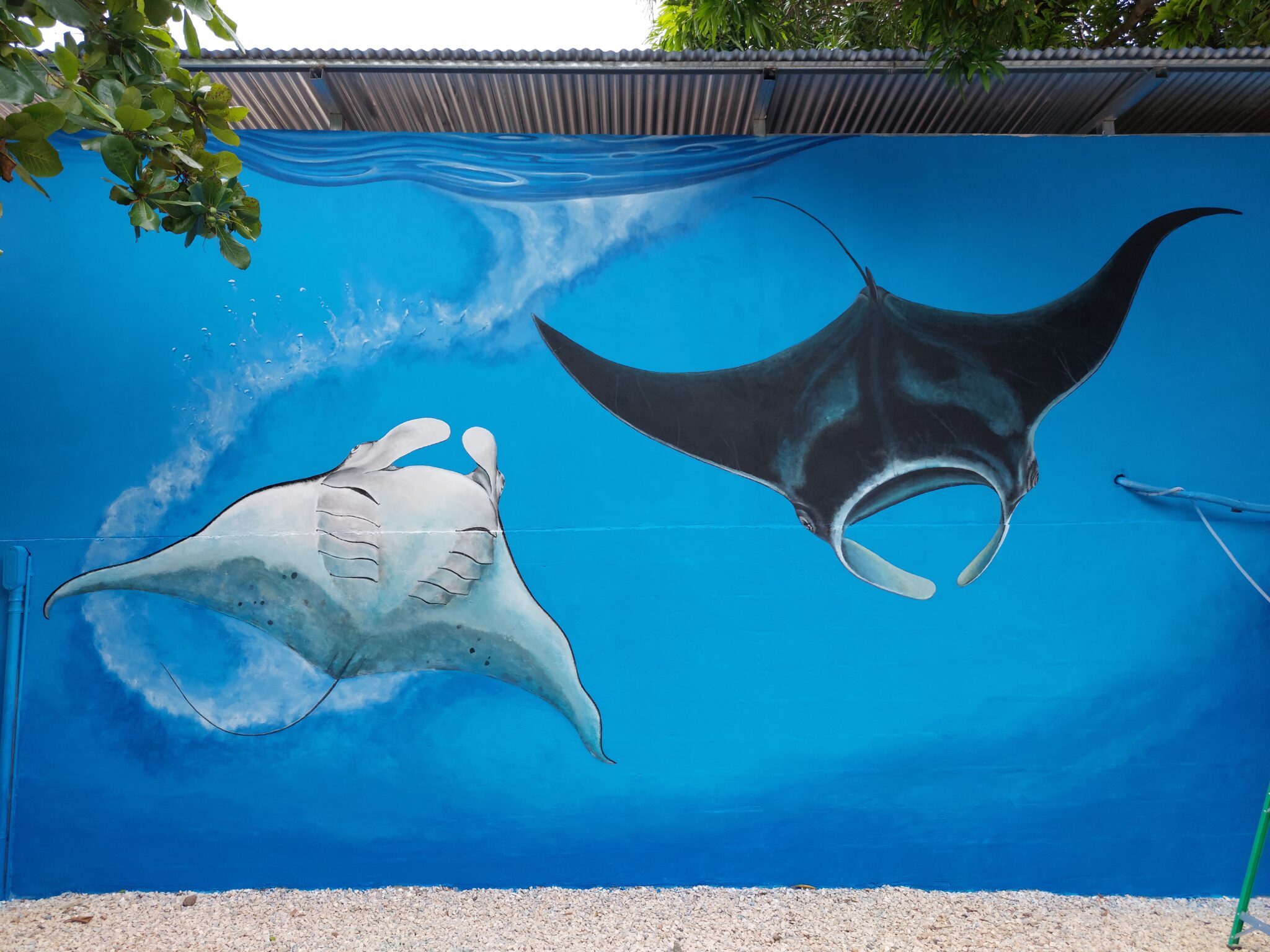 Rocket Frog dive shop mural by marin artist Carlos Hiller, in Playas del Coco, Guanacaste Costa Rica.