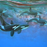 A family of orcas patrolling the Pacific Ocean in Costa Rica. Painting by Carlos Hiller.