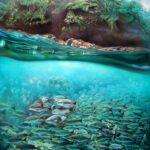 Fine art painting by Carlos Hiller. Split image both underwater and surface, Costa Rica.